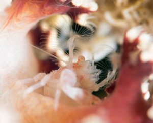 Delicate / Porcelain Soft Coral Crab by James Deverich 